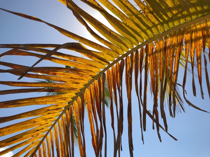 Palm Tree Leaf