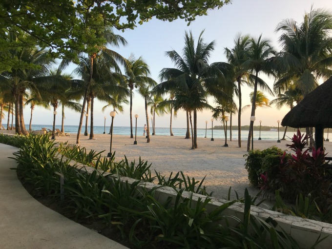 Palm Trees on the Beach