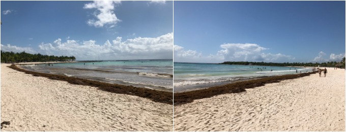 Seaweed on the Beach