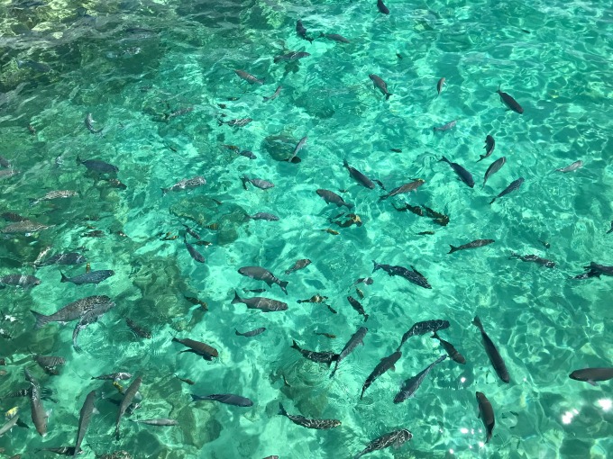 Turquoise Water Fishies