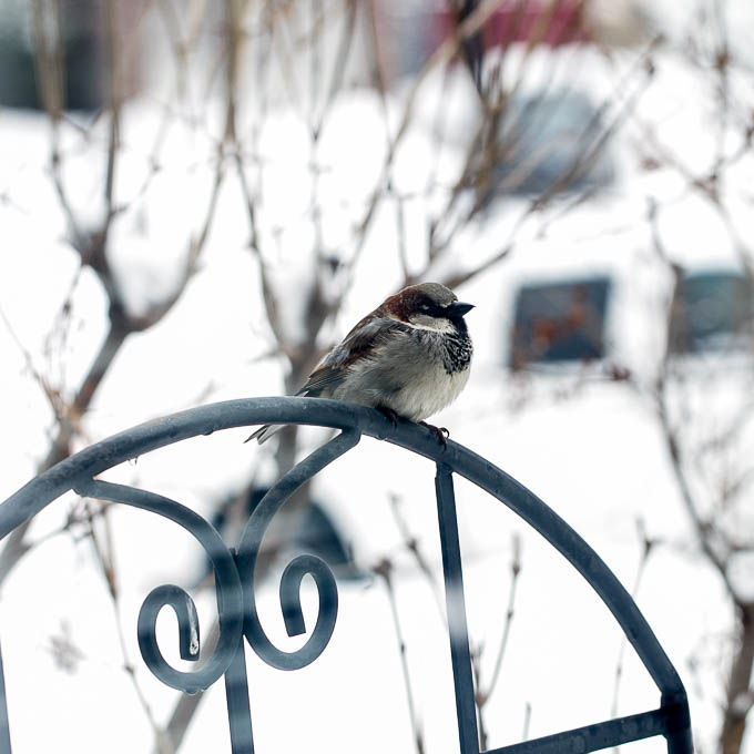 Chubby Sparrow